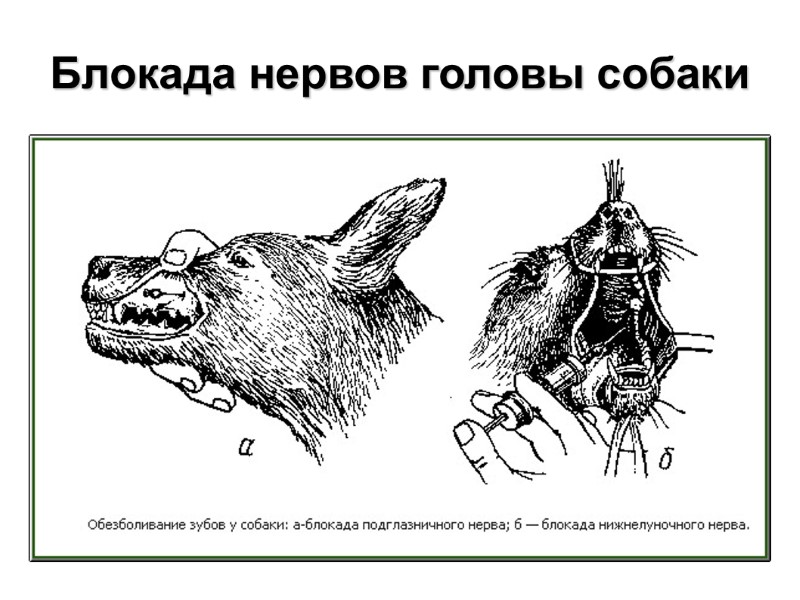 Блокада нервов головы собаки Блокада нервов головы собаки